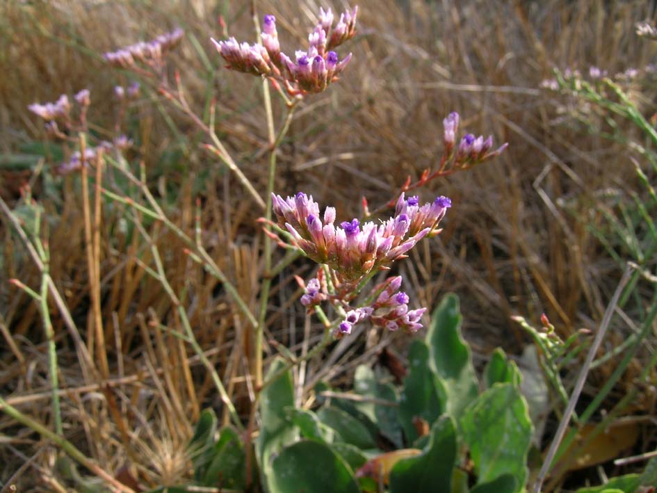 Limonium narbonense / Limonio comune